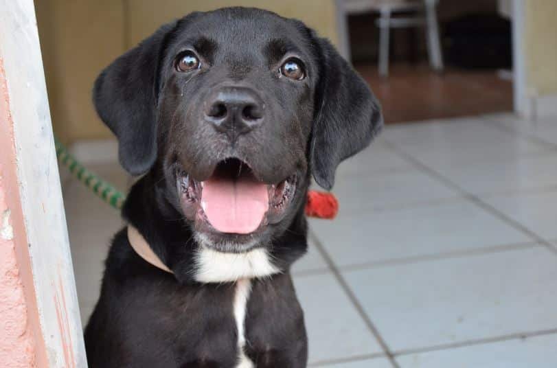 Pet-Friendly Home Security Measures