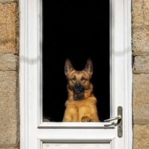 Photo "Can I Use My Home Security System to Monitor My Pets?"