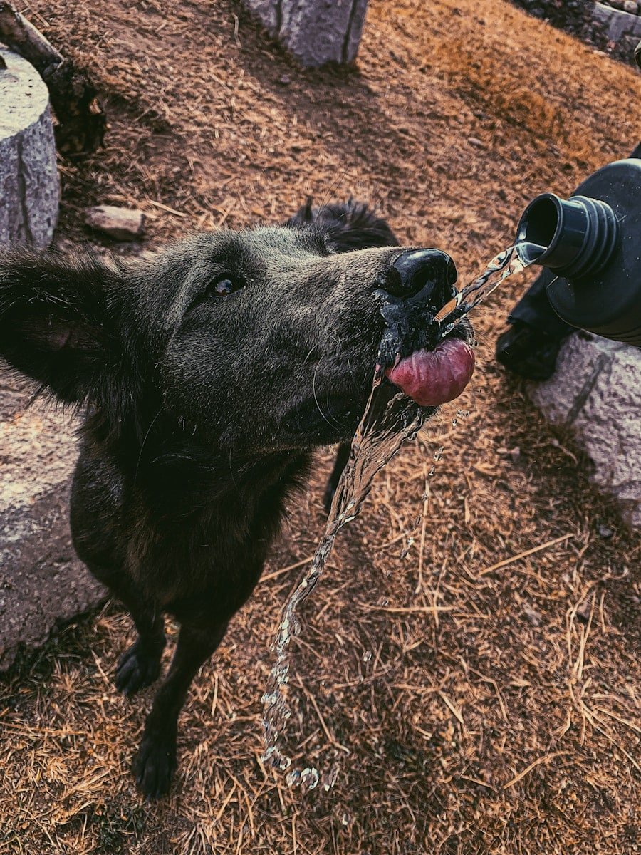 Photo "Can My Cameras Distinguish Between Humans, Animals, and Vehicles?"