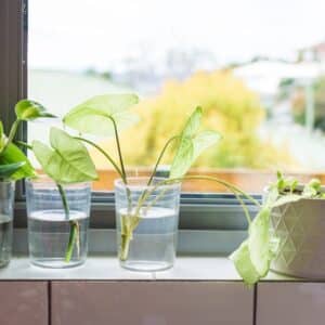 Photo "Can My Security System Alert Me if My Plants Are Not Getting Enough Water?"