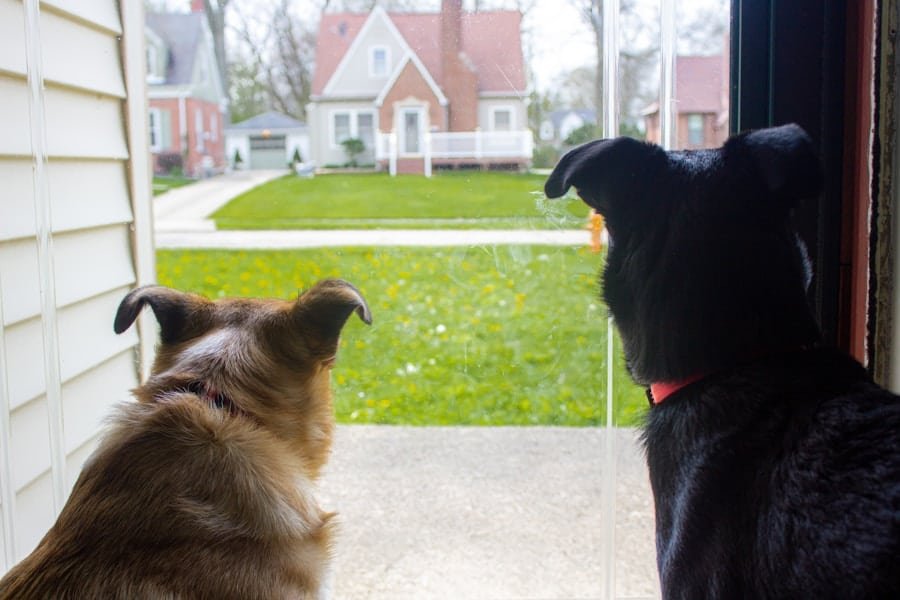 Photo "Can My Security System Detect the Presence of Rodents or Pests?"