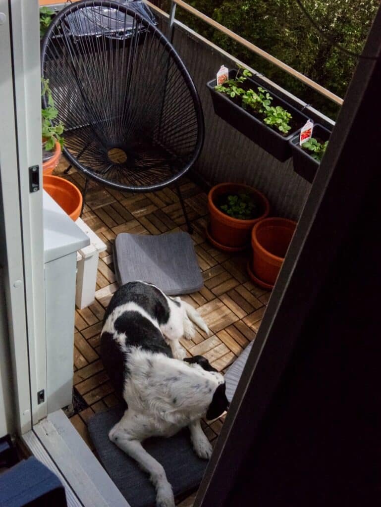 Photo "Can My Security System Integrate with My Smart Garden?"