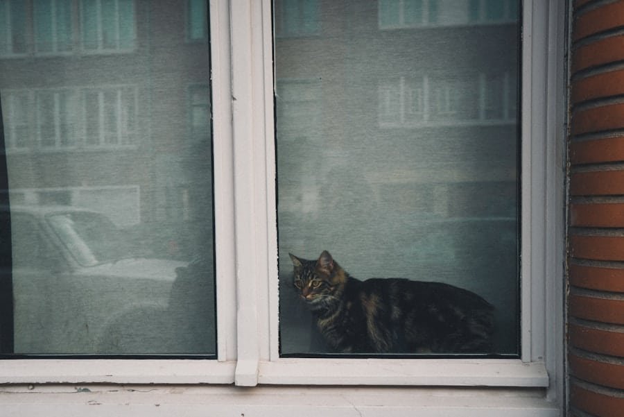 Photo "Can My Security System Tell the Difference Between My Cat and a Burglar?"
