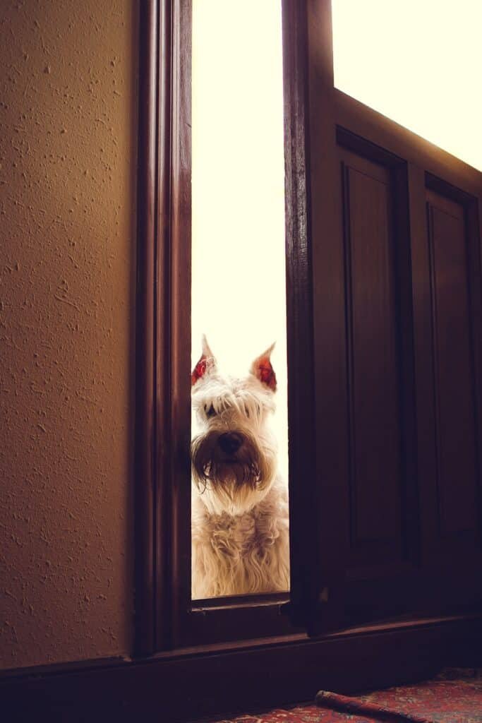 Photo "Can I See Who is at My Door Through Home Security System Devices?"