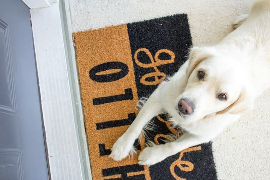 Photo "Could My Pet Microchip Become a Key to Unlock My Smart Door?"