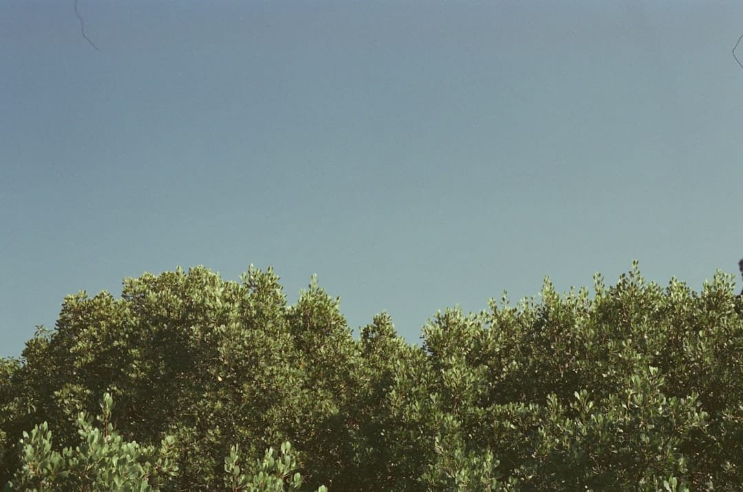 Photo Cons
