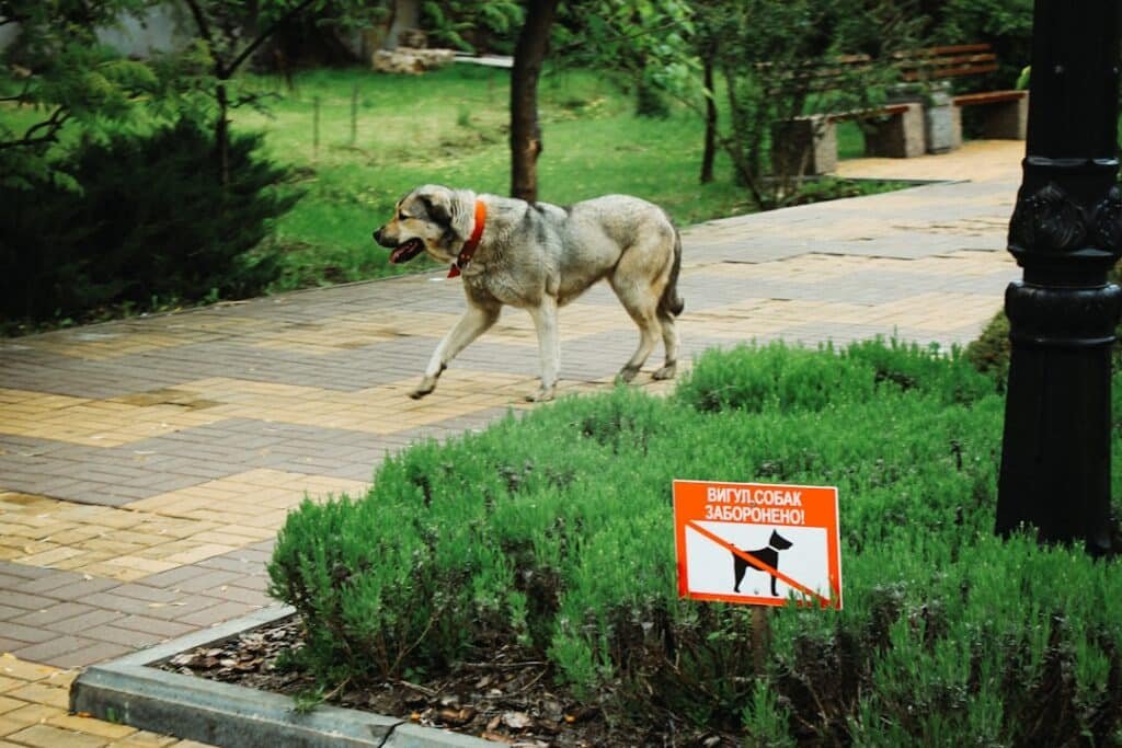 Photo Pet-friendly Security System