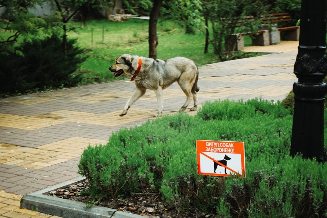 Photo Pet-friendly Security System